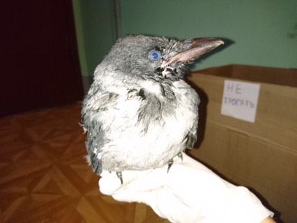 Отдам вороненка