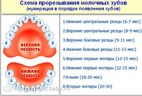 Зубки