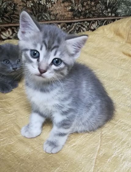 Про котят. Пост с фото и порассуждать