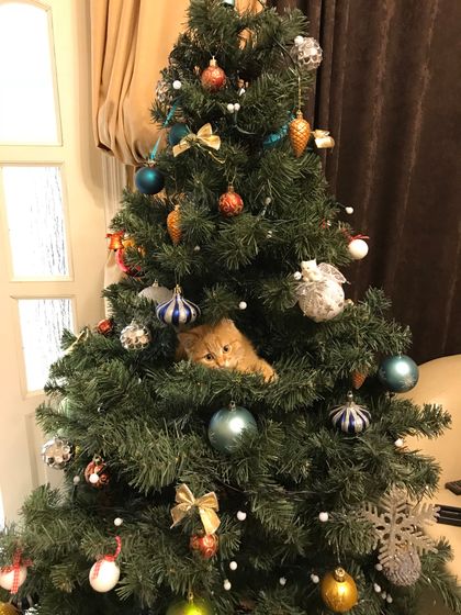 Новый жилец в нашем доме)))
