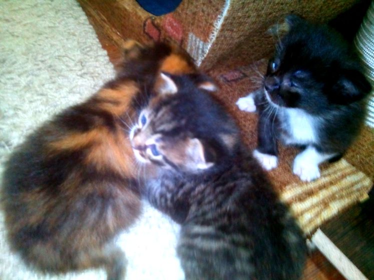 Котейки