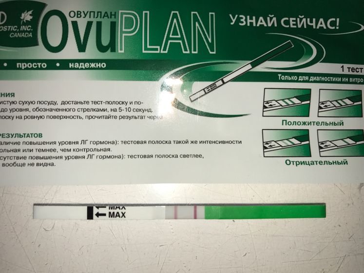 Овуляция