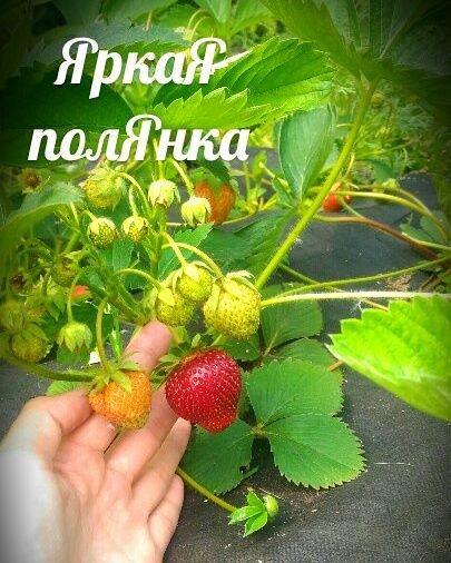 Рубиновый кулон