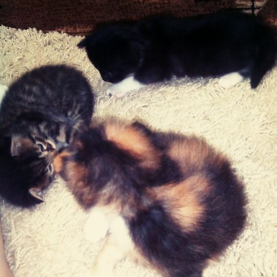 Котейки