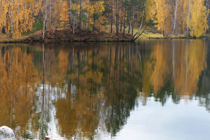 радость в буднях. Много леса и Маши