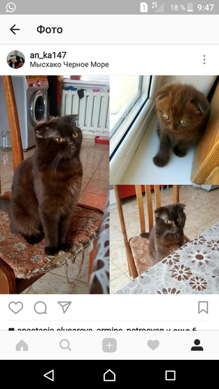 Новороссийск! Ищу кота!!!