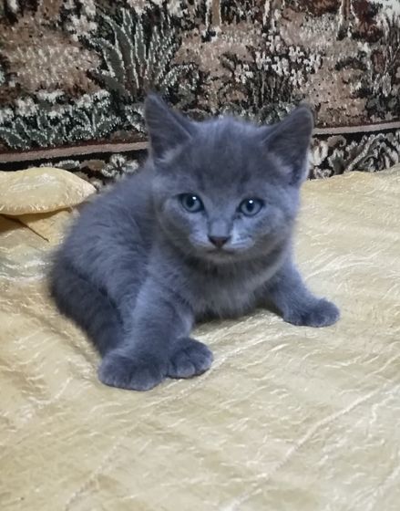 Про котят. Пост с фото и порассуждать
