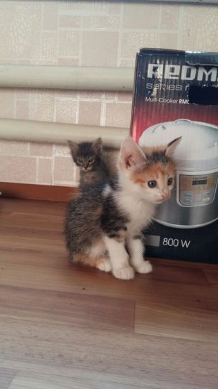 Девочки хватаем котеек.