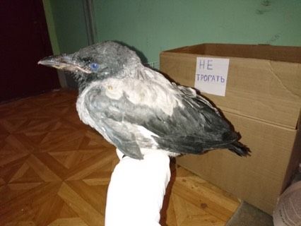 Отдам вороненка