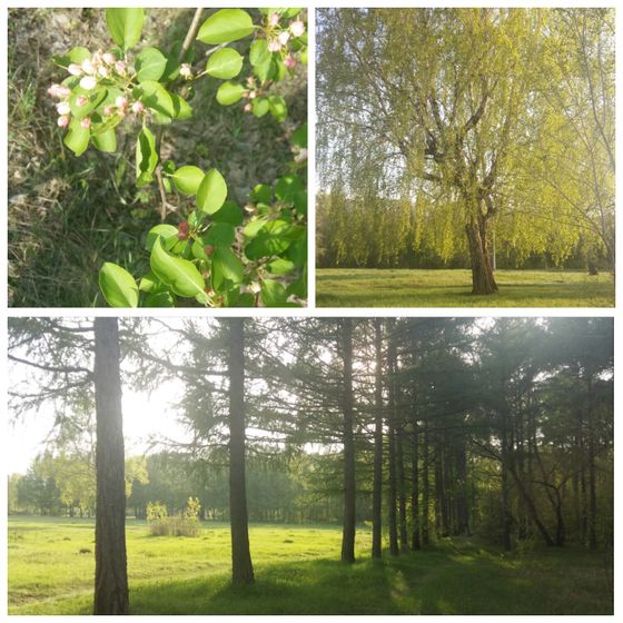 Гуляем!🙄🌲🌳🌸