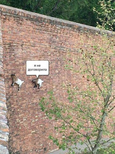 Женщины???