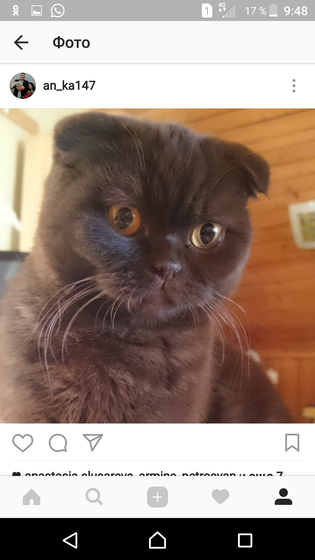 Новороссийск! Ищу кота!!!