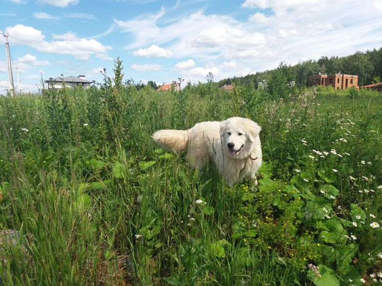Собака-кусака
