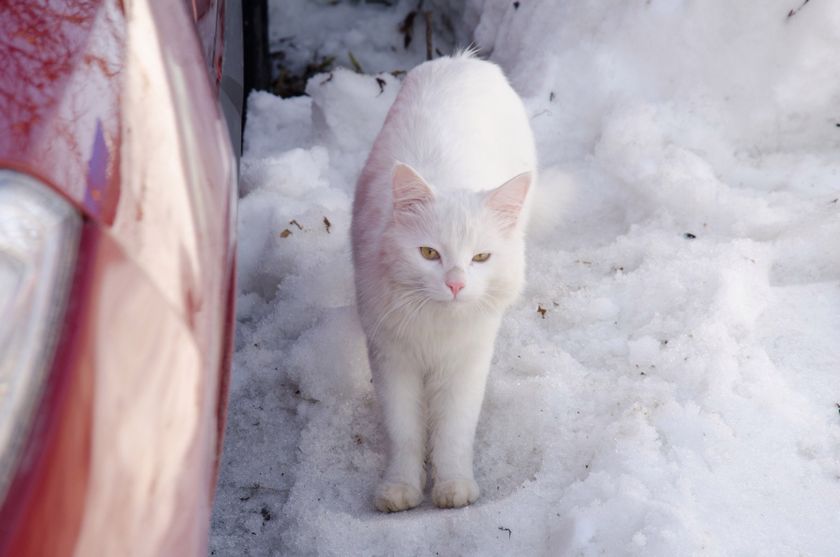 Первые толчки)