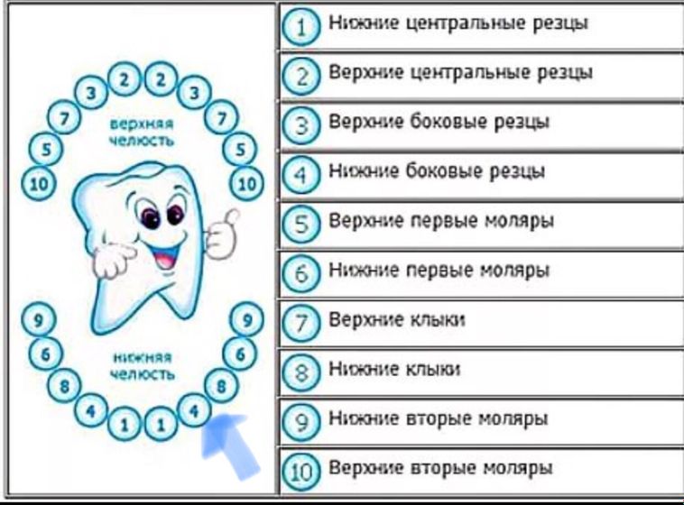 Может ли первым прорезываться боковой резец?