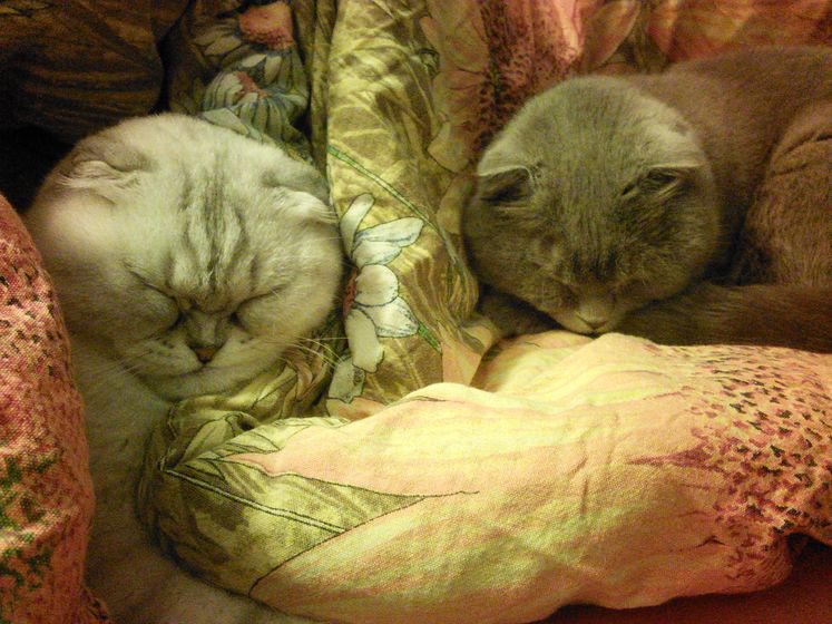 Кошка-бабуся
