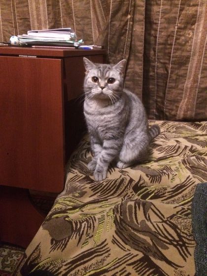 Вязка кошки