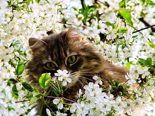 Весенние коты . Посвящается всем кто любит котиков ))))