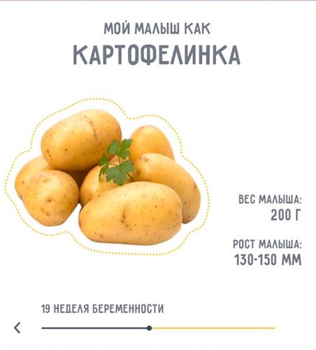 18 недель.