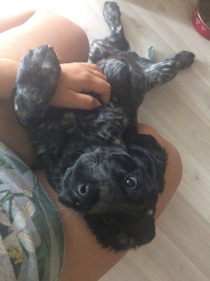 Собакен)