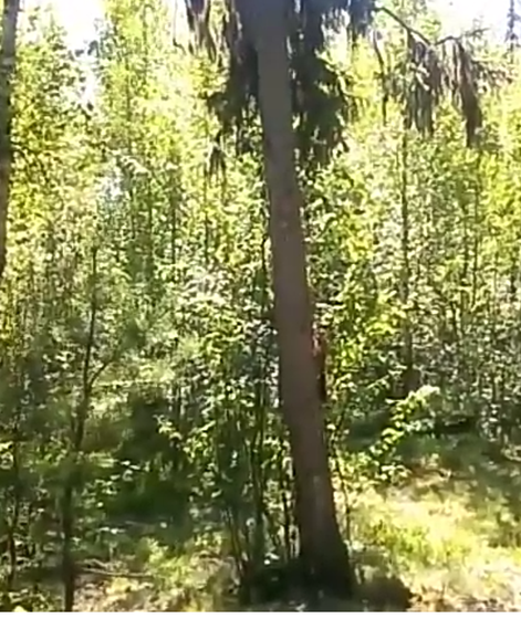 Цветные игры. Зеленый цвет.