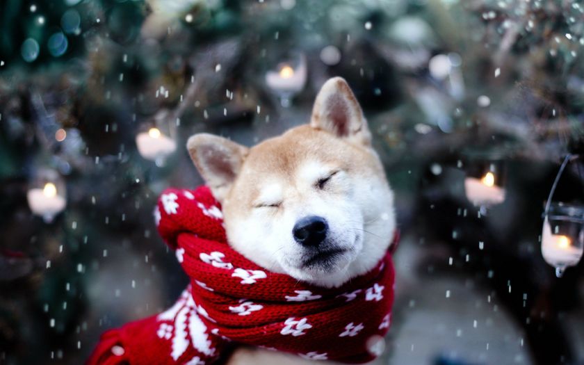 С наступающим Новым годом!!!