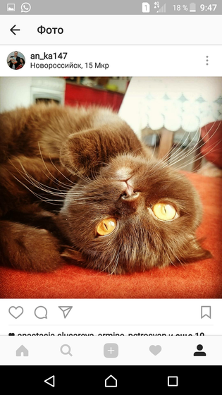 Новороссийск! Ищу кота!!!