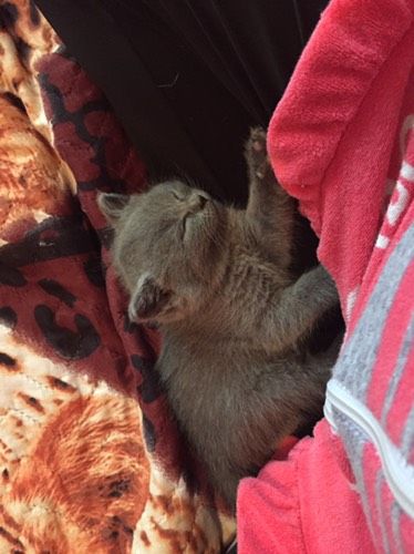 Взяли котёнка,когда первая дочка