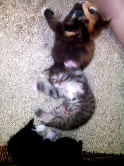 Котейки