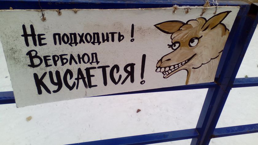 Наши новогодние ёлки.