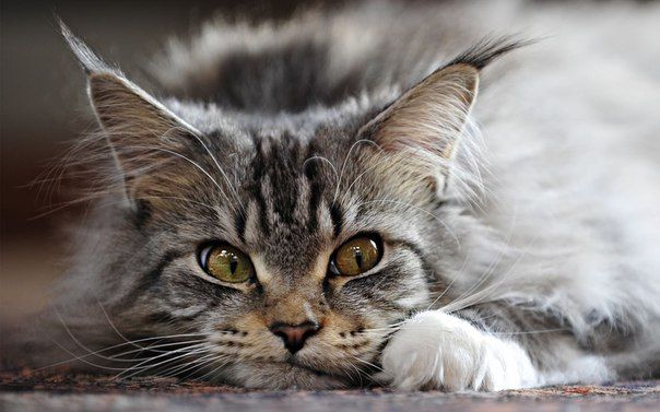 ДНЕВНИК КОТА