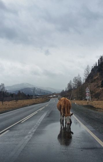Апрельское путешествие на Алтай. ФОТОпогуляшки