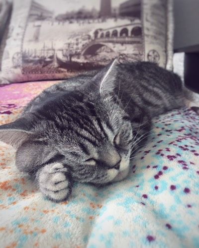 Животные и малыши