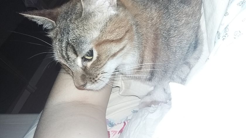 У меня кошка эгоистка