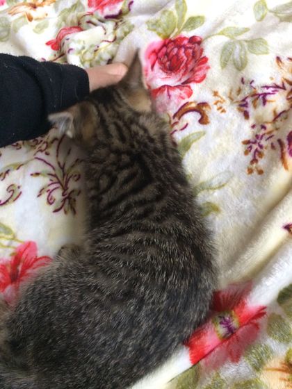 Отдам котёнка
