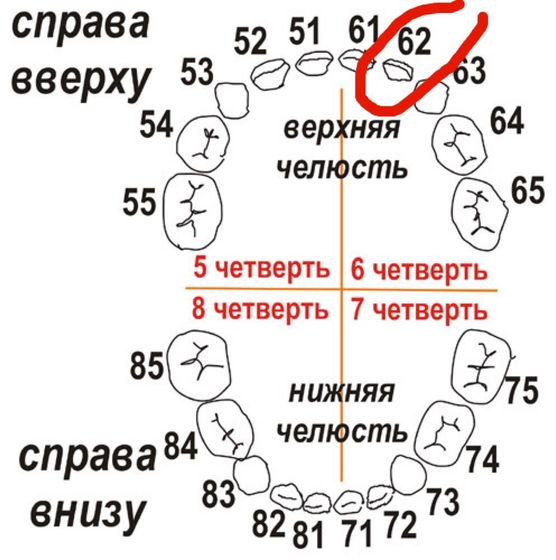 Офигеть.... Зуб???????