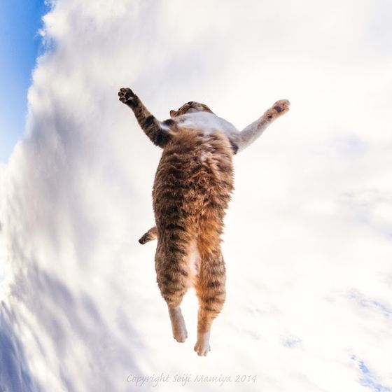 Весенние коты . Посвящается всем кто любит котиков ))))