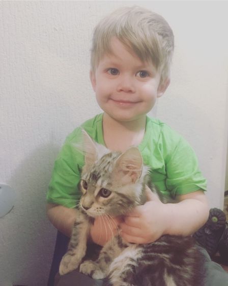 Котёнок МЕЙНКУН Красноярск дешего