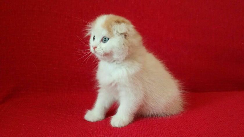Ташкент! Продаю котиков!
