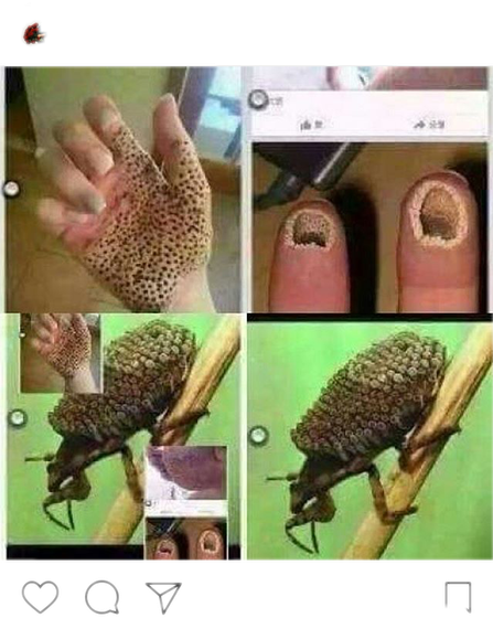 Что за насекомое??