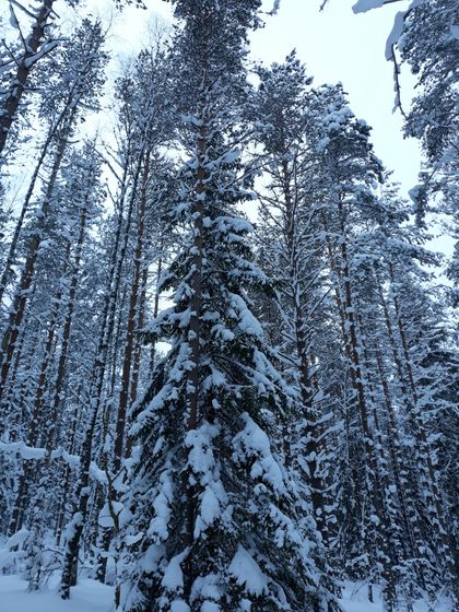 День седьмой. Эпилог. ❄❄❄