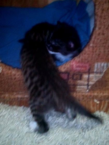 Котейки