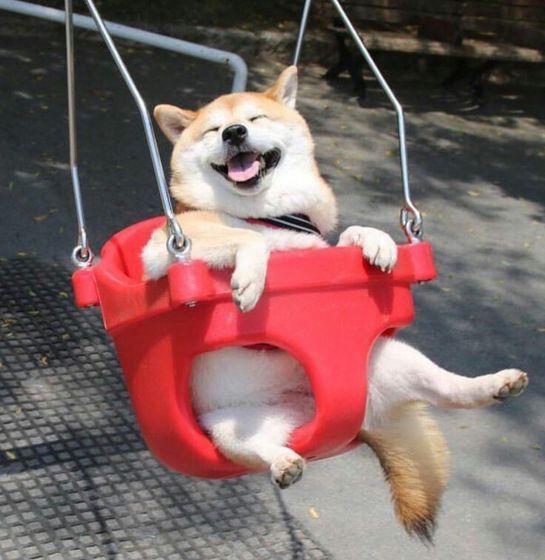 Немного чудных животных))