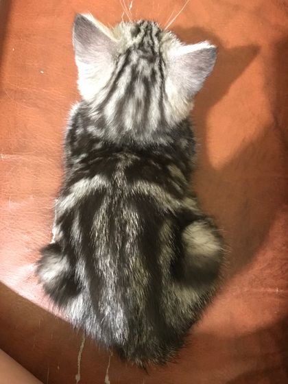 Порода кота