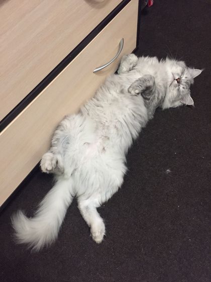 Кот ?