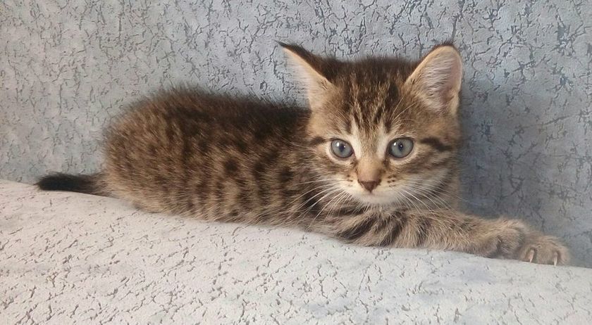 Котёнок 1 месяц.