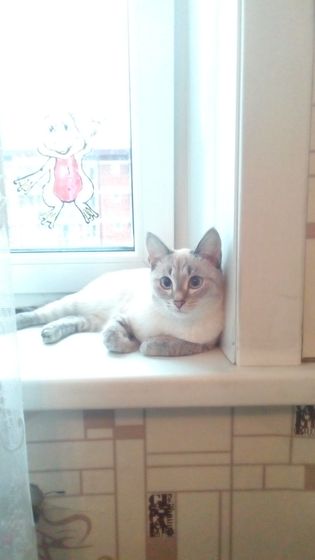 Как думаете у котейки косят глаза?