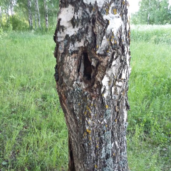 птичьи детки