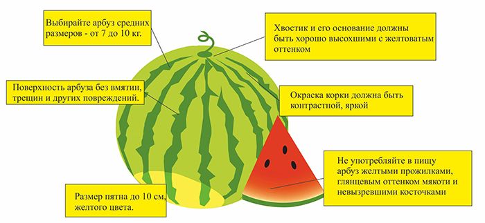 Арбуз при ГВ