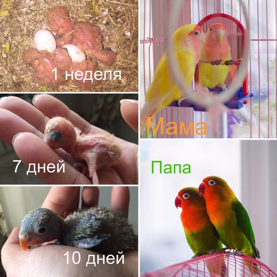 История родов... моих неразлучников.)))